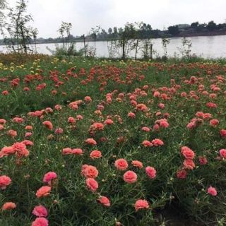 Khuyến Mãi_2,5kg 100k  Mười Giờ Đủ Màu