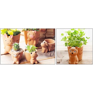 Chậu trồng cây mini