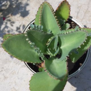 cây con sống đời..(cánh lá giống hoa hồng)
