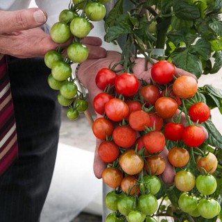Bộ gói hạt giống rau Dền đỏ