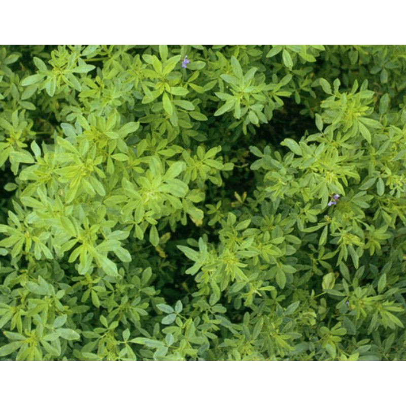 Cỏ Linh Lăng ALFALFA 200g