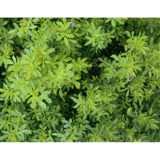 Cỏ Linh Lăng ALFALFA 200g