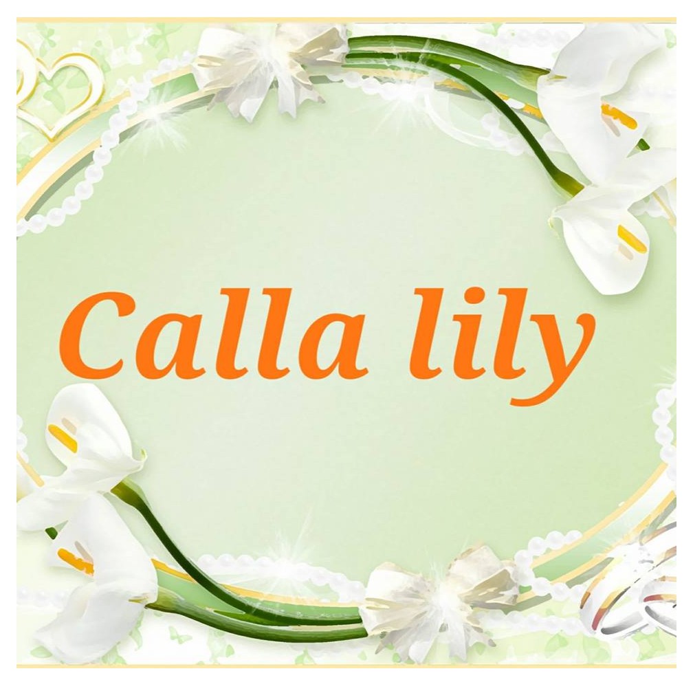 Calla Lily