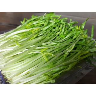 Hạt Giống Mầm Rau Muống (50 Gam)