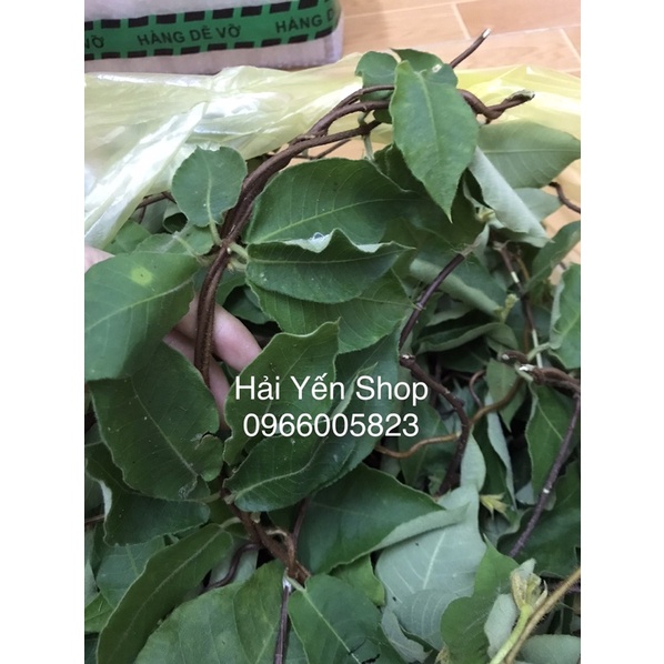 1kg Dây-Lá cây Hà Thủ Ô Đỏ tươi_khô