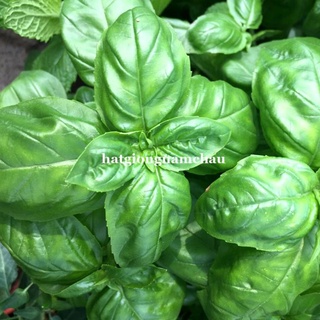 0.5 GR - HẠT GIỐNG HÚNG TÂY BASIL ĐÀ LẠT