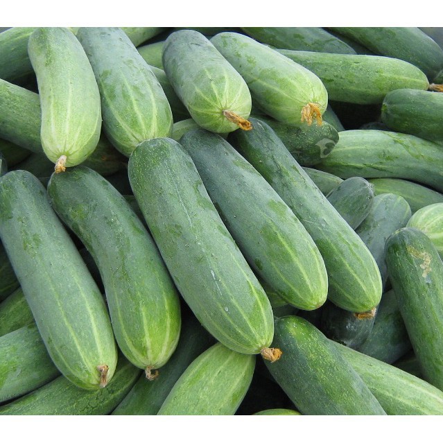 Hạt Giống Dưa Leo F1 Siêu Năng Suất PN-636 Phú Nông - Gói 1g