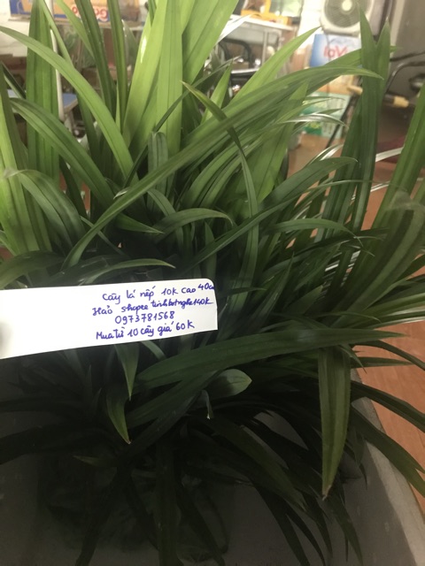 Cây lá nếp