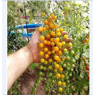 Hạt giống cà chua bi dây vàng 30 hạt - tặng kèm 3 viên nén ươm hạt - HGT