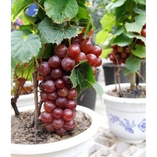 Hạt giống cây nho lùn Pháp ( nho bonsai ) { gói 10 hạt - Tặng 1 gói kích mầm hạt }