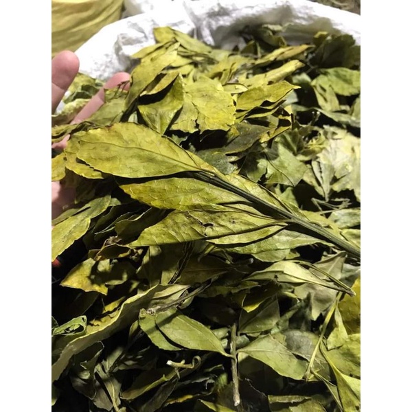 500gr Chè Dung hàng nguyên  lá đẹp