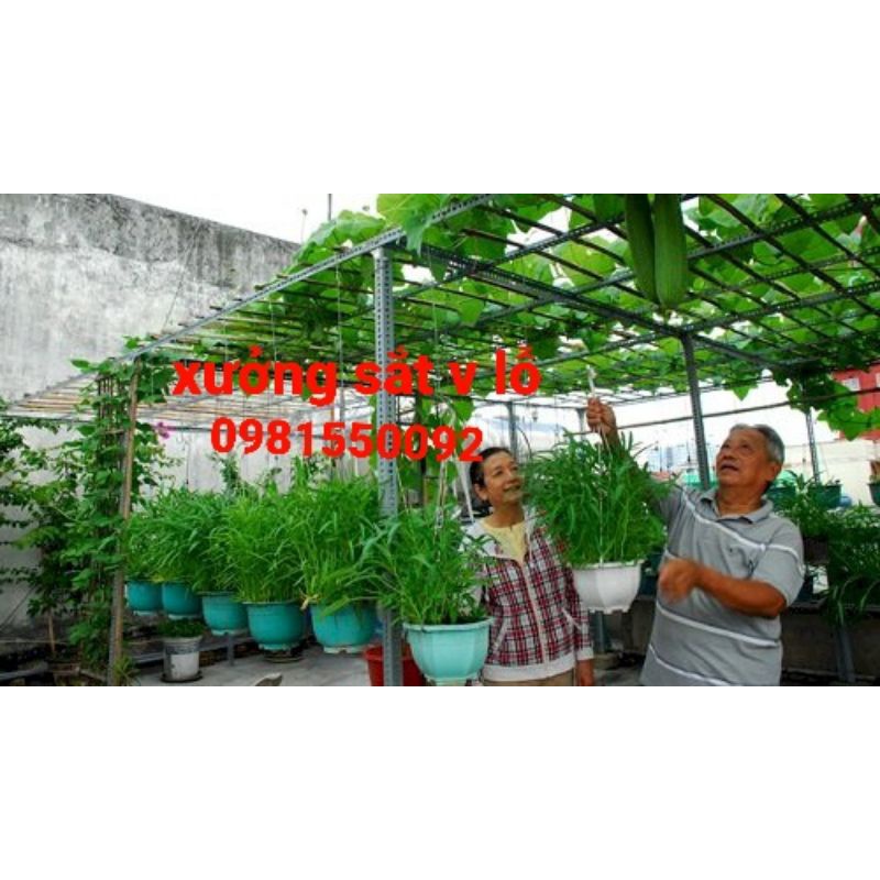 Cây sắt v lỗ dài 2M dùng để trồng bầu ,trồng bí ,trồng mướp .dưa leo..vv