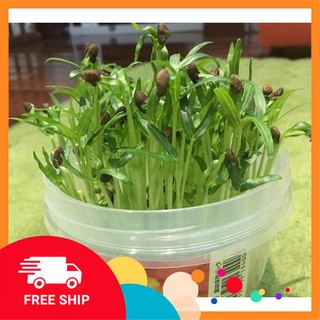50g hạt giống rau muống mầm khuyến mại trong ngay