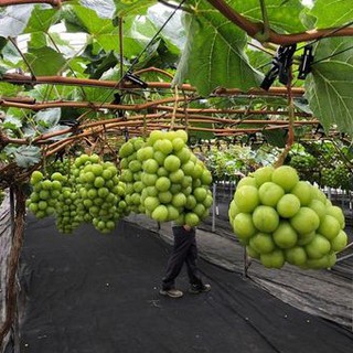 Nho Mẫu Đơn Shine Muscat