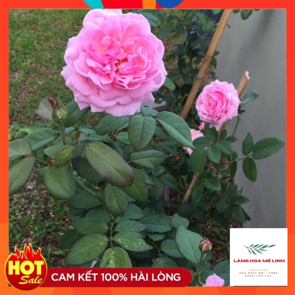 Hoa hồng ngoại Bishop’s Castle rose [🏵️SIÊU THƠM🏵️] – Loài hoa được ưa chuộng nhất thị trường, bông hoa có màu hồng phấn