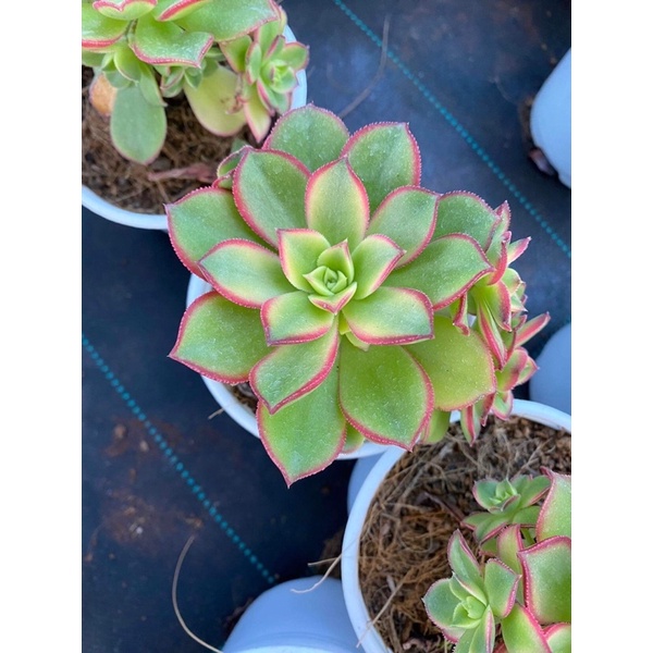 Sen đá Aeonium, sen đá ba màu, sen đá Đà Lạt, size bầu