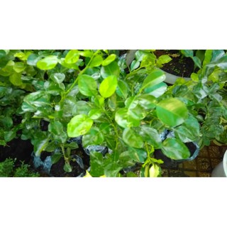 Cây Chúc giống An Giang - Kaffir Lime