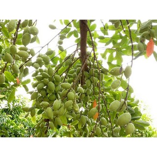 Cây giống Cà Na Thái