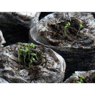 200H - HẠT GIỐNG HOA CÚC LOBELIA