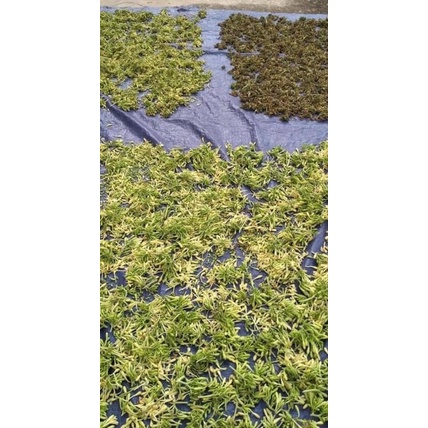 500gr Hoa đu đủ đực khô nhà làm mới đóng gói T07/2023 - 100% hoa, không lẫn tạp chất