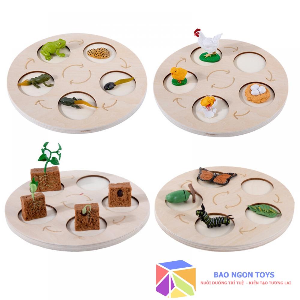 Bộ mô hình vòng đời phát triển của động thực vật, bướm, ếch, giáo cụ montessori dạy bé về thế giới tự nhiên BAO NGON TOY