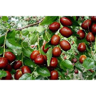 TÁO ĐỎ TÂN CƯƠNG 500 Gr