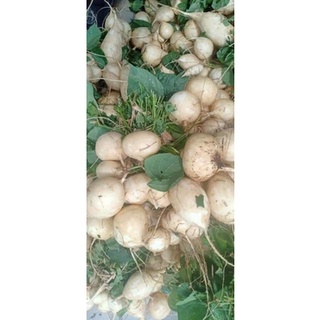 Hạt giống củ đậu (Củ sắn) Rạng Đông gói 5gr