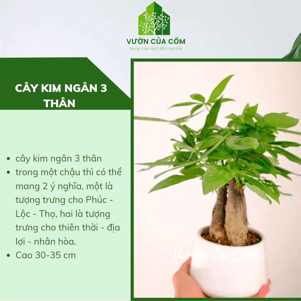 Cây cảnh kim ngân 3 thân để bàn kèm chậu sứ trắng tượng trưng cho PHÚC - LỘC - THỌ . Món quà tặng ý nghĩa
