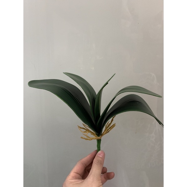 Lá hồ điệp 1 bụi 5 lá