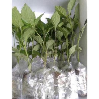 👉🌱🌱🌱👍 Combo 5 cây đuôi chuột hoa tím (Cây mạch lạc)