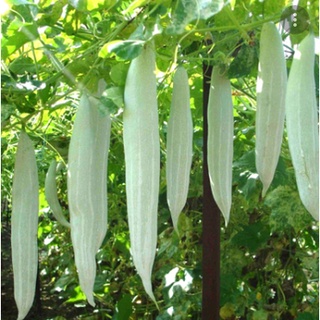 KHỔ QUA TÂY CN