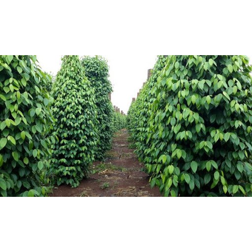 Tiêu cọi Phú Quốc bịch 1kg