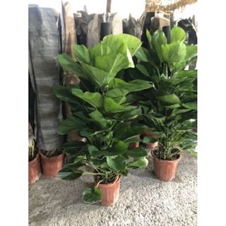 Trầu Bà Leo Cột