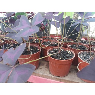 com bo 2 cây bướm đêm giống