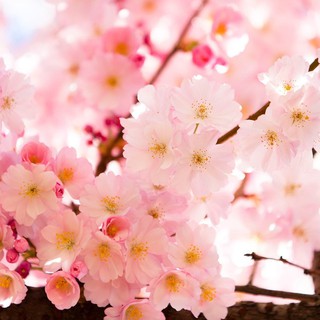 Hạt giống hoa anh đào