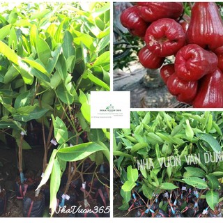 Cây giống roi đỏ an phước cây ghép cành nhanh ra quả, sinh trưởng tốt (ảnh thật cây giống có sẵn tại vườn)