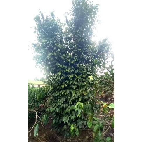 Hạt tiêu đen 200g Di Linh Lâm Đồng