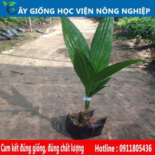 Sản phẩm Cây Ăn Trái cây giống dừa xiêm lùn năng suất cao
