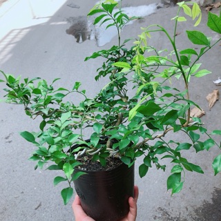 Cây Nguyệt Quế Bonsai
