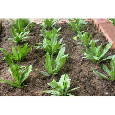 Hạt Giống Rau Ngò Gai/ Mùi Tàu  - Dễ Trồng, Giòn, Thơm - MUA 3 TẶNG 1 CÙNG LOẠI KHUYẾN MẠI TRONG 1 NGÀY