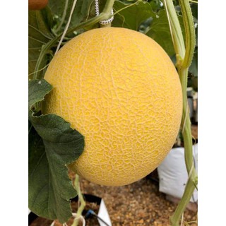 10 hạt dưa lưới kim long