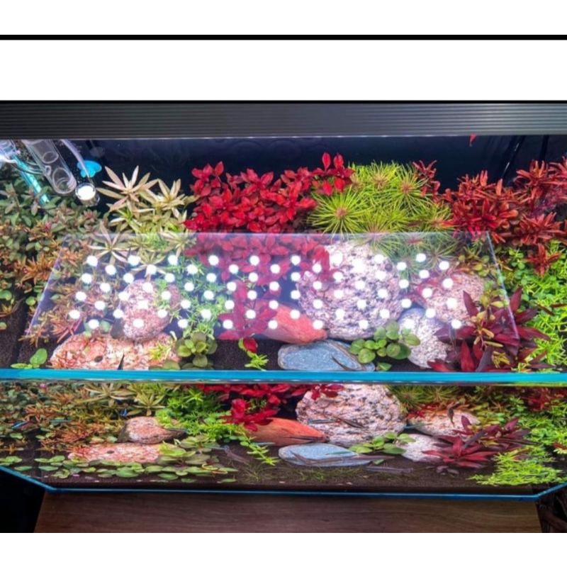 Đèn thủy sinh 2l led light cho cây và cá lên màu đẹp