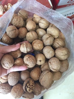 Combo 5Kg óc chó loại ngon