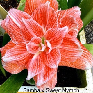 Củ huệ lai Samba x Sweet Nymph
