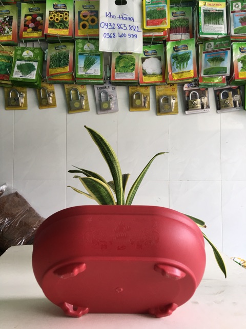 Chậu nhựa Hình Oval, chậu trồng cây, Chậu Tạo Dáng cây Bonsai, Chậu Tiểu Cảnh