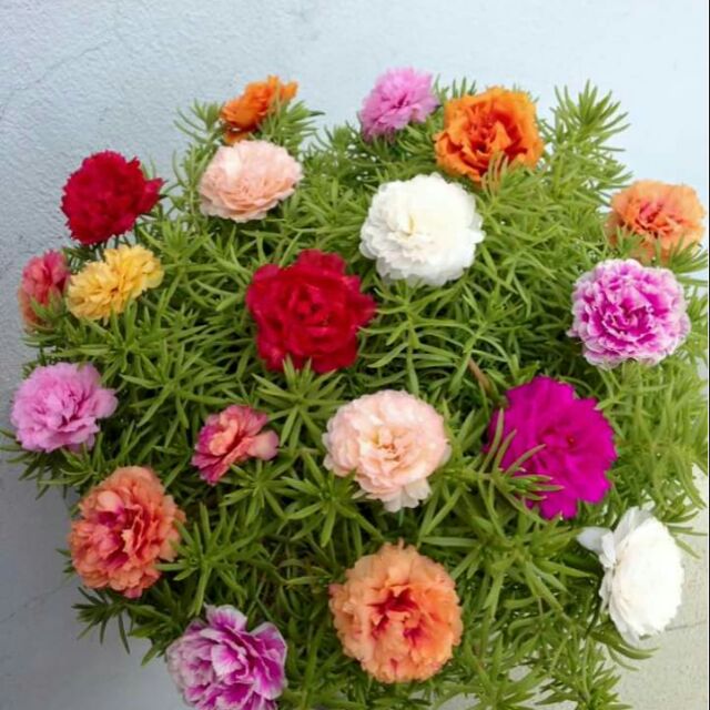 Vẻ đẹp hoa mười giờ