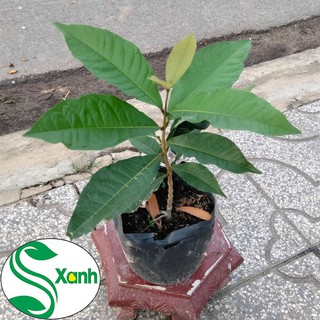 Hoa Mai Xanh Thái Lan