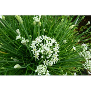 hạt giống hẹ ăn bông 2gr