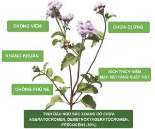 TINH CHẤT HOA CỨT LỢN 20ml
