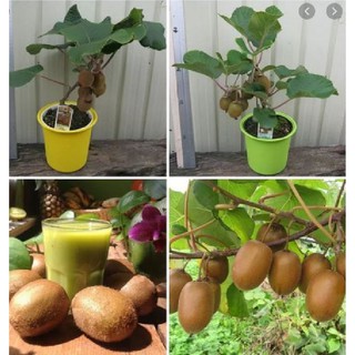 Hạt giống cây ăn trái kiwi { gói 30 hạt + 1 gói kích thích hạt nảy mầm }